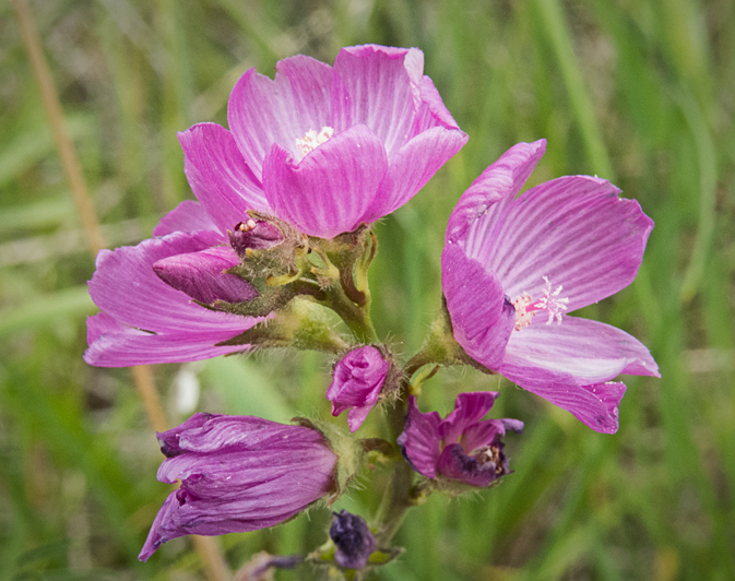 Checker Mallow 4.jpg